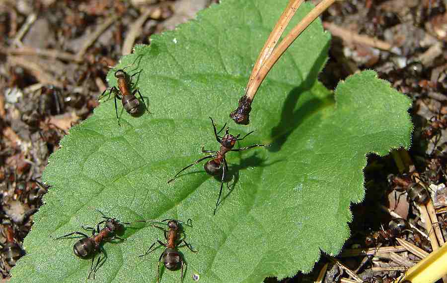 Myror i trädgården
