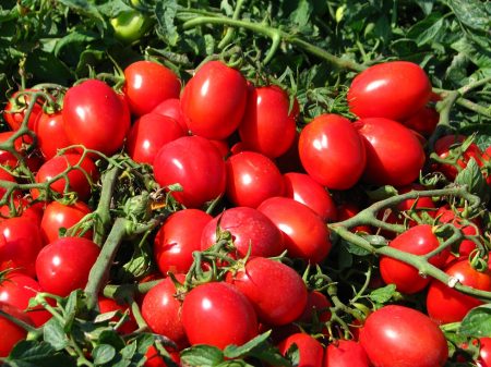Skär med tomater