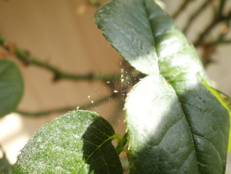 Fuchsia spider mite