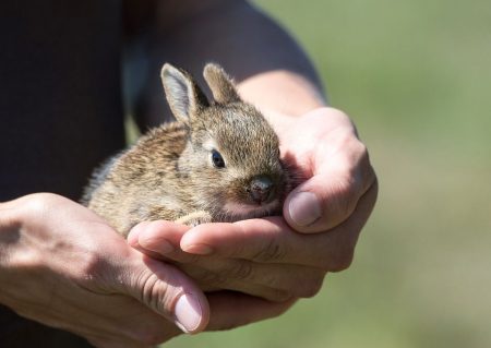 malý králik
