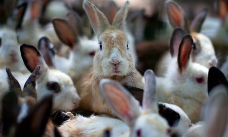 razas de conejos