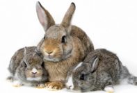 rabbit breeding at home