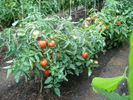 Bushes paradajka
