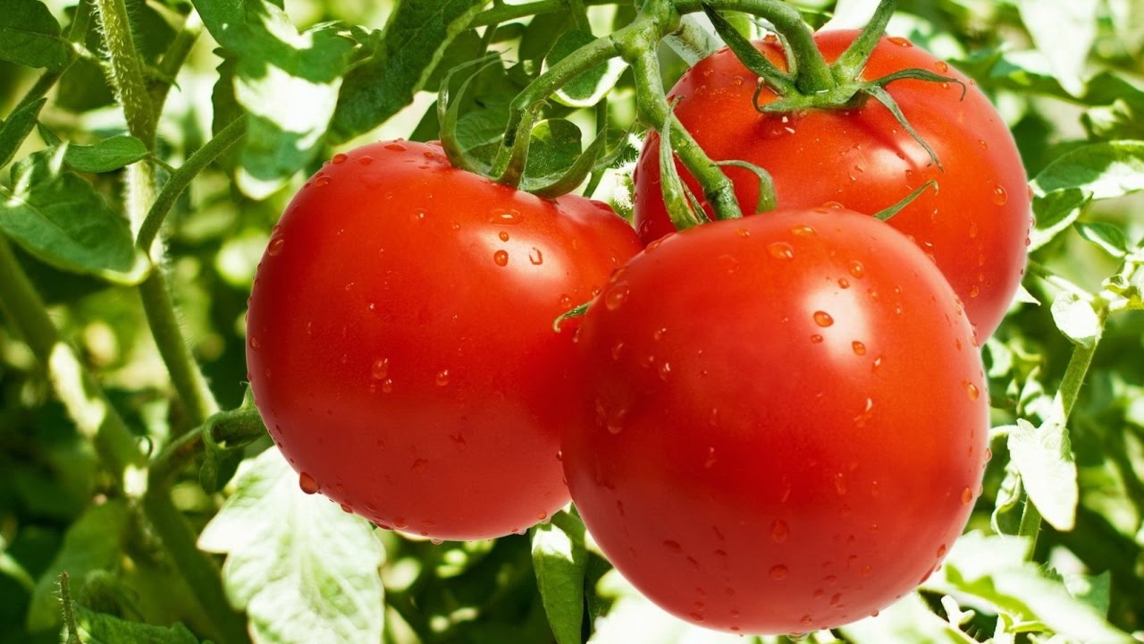Tomates sur une branche