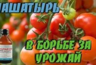 Amoniaco para tomate