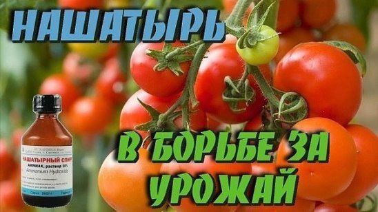 Amoniac pentru tomate