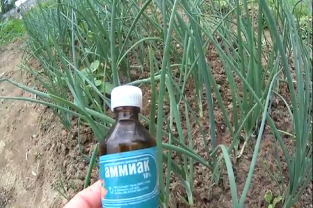 ammonia for onions
