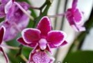 Orchid, detekujte chorobu