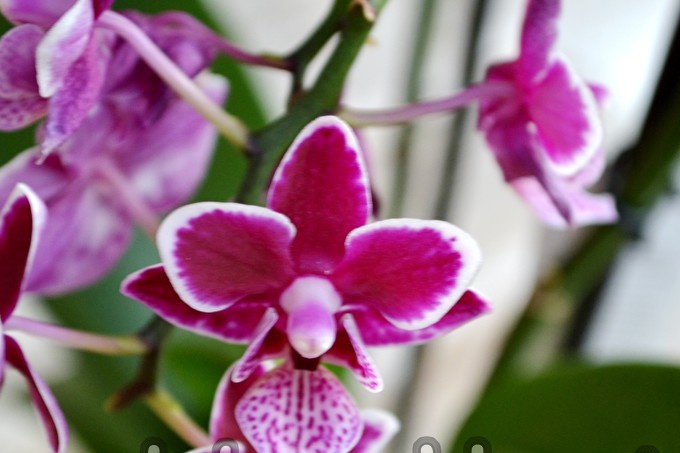 Orchidej, detekujte nemoc