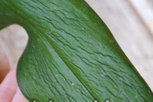 Unhealthy orchid leaf