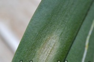 Orkid Anthracnose