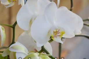 maison d'orchidée