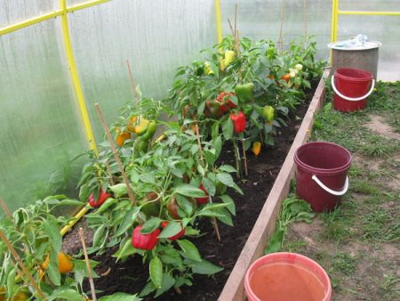 Peppar bär frukt i växthuset