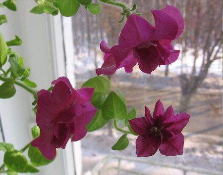 petunia in winter