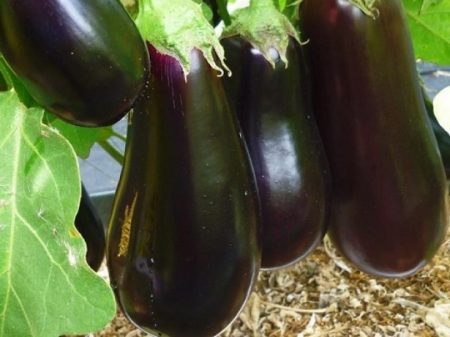 Eggplant fruit
