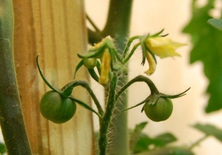 vackra äggstockar av tomater