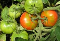 rode en groene tomaten op een tak