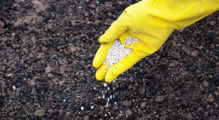 Hnojení půdy pro okurky