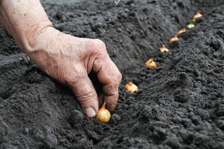 Plantar cebollas