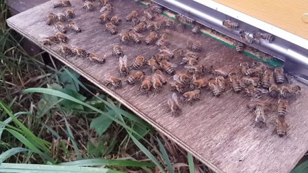 Bijen op een vliegende plank