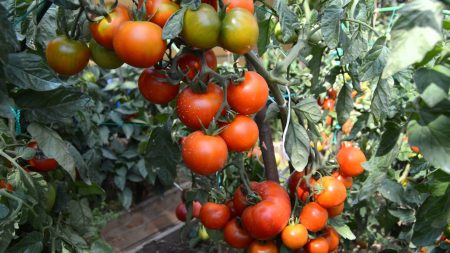 Jarretière Tomate