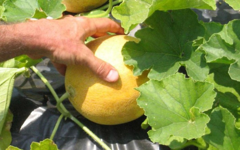 Melon i trädgården