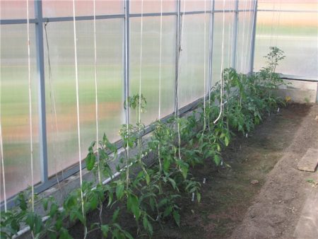 Rajčata ve skleníku
