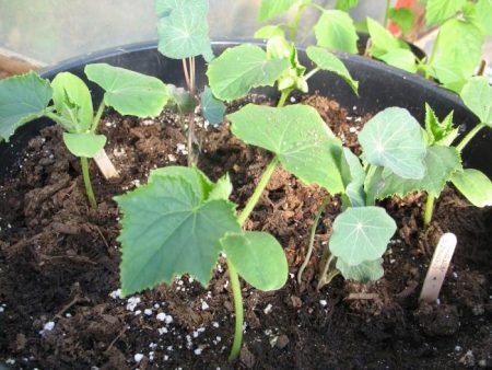 In een pot groeiende zaailingen van komkommers