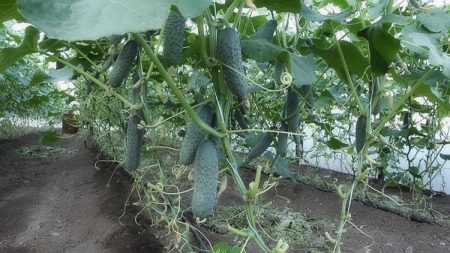 We grow cucumbers