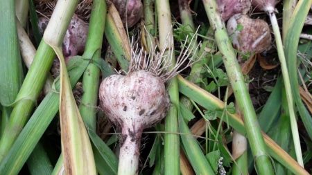 garlic ready to harvest