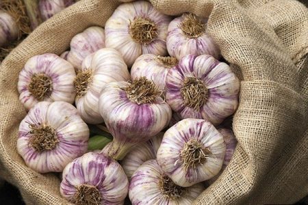 ripened garlic