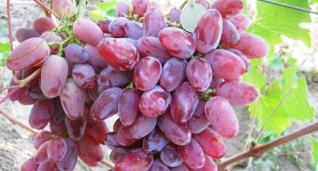 variedad de uva