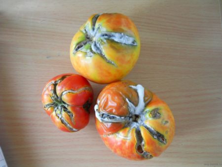 mauvaises tomates