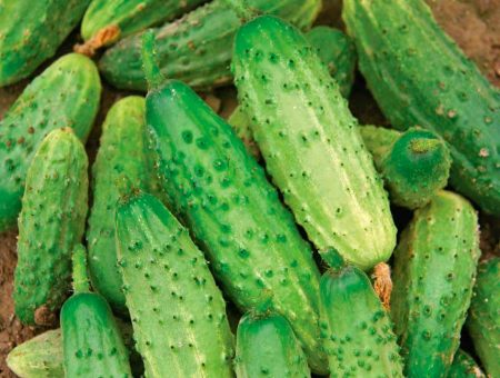 Fontanel cucumbers
