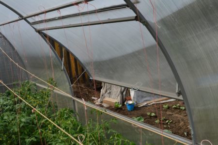 Greenhouse with vegetables