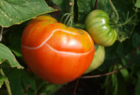 Gebarsten tomaat