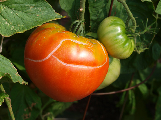 Prasknuté paradajky