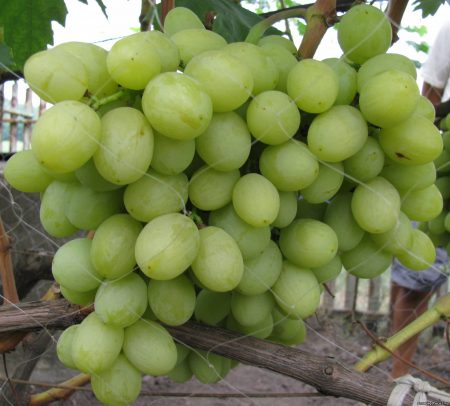 Azores grapes