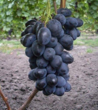panther grape