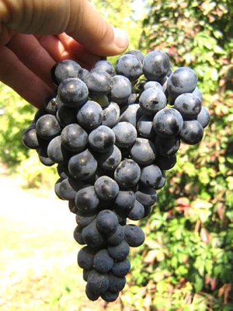 fekete szőlő