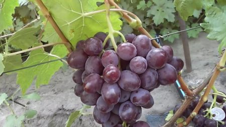paarse druiven