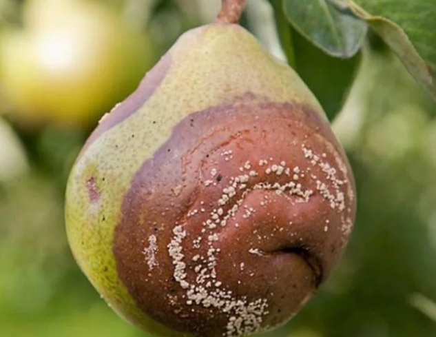 Pear Rot