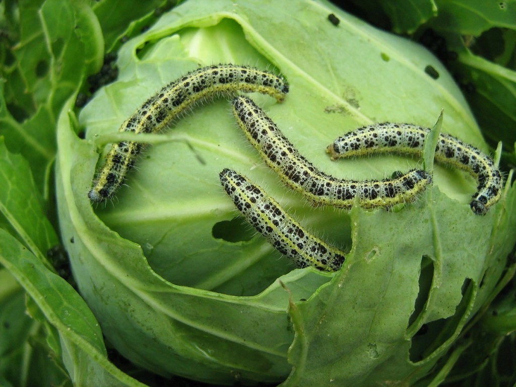 Caterpillar on the cabbage