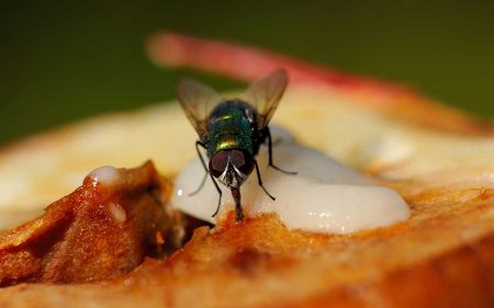 the fly is eating