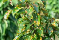 óxido en las hojas de pera
