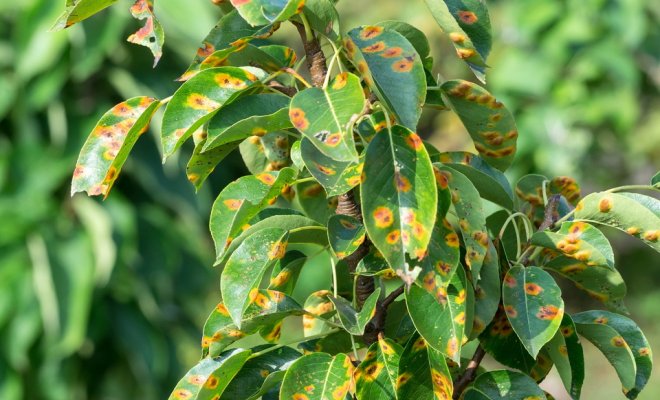 óxido en las hojas de pera
