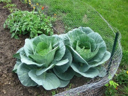 cabbage in the country