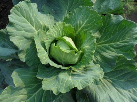 open cabbage