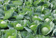 garden cabbage