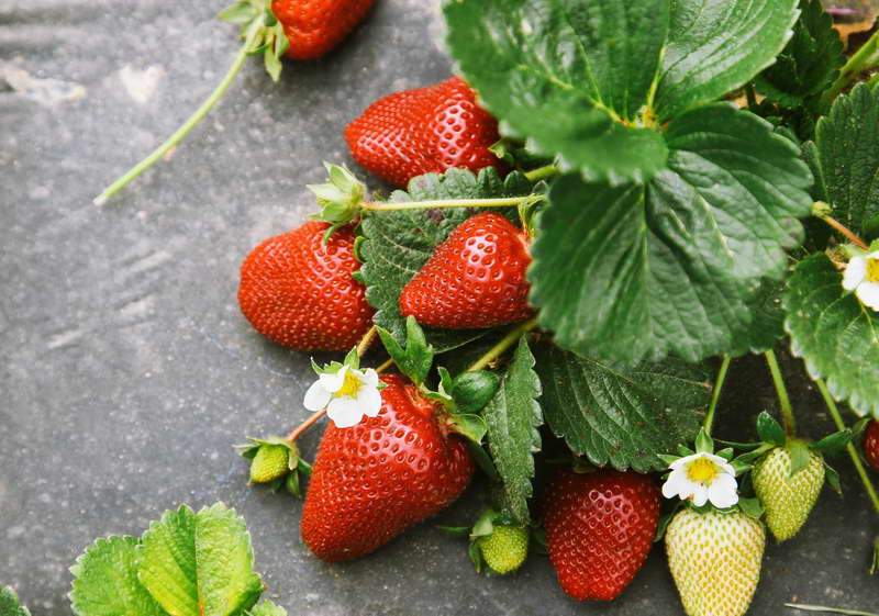 Berry strawberry